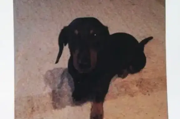 Пропала собака в поселке Киляковка