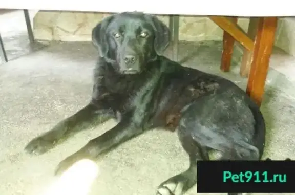 Пропала собака, найден Лабрадор в Ногире. WhatsApp.