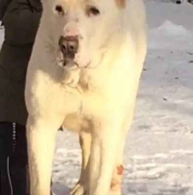 Пропала собака в Чеховском районе