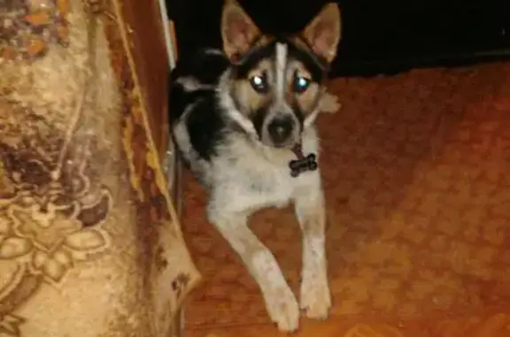 Пропала собака Дунай в Одинцово, б-р Новоселовой 30 января