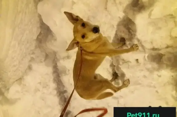 Найдена собака на Новокуркинском шоссе