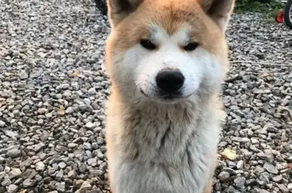 Пропала собака Акита-Ину в Пашковке, Краснодар