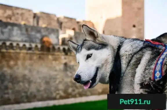 Пропала собака Невада в Питере 3 февраля