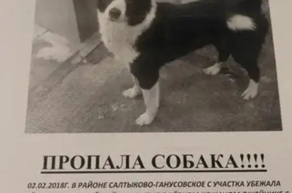 Пропала собака Цезарь в районе Бронниц, МО