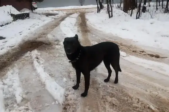 Собака найдена на ул. М.Мазая 12 в Туле