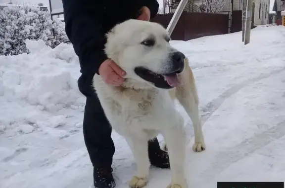 Найдена собака в Брянске на Верхнем переулке