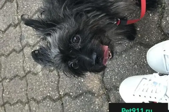 Пропала черная собака в районе Центрального Автовокзала, Ставрополь.
