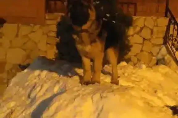 Пропала собака Овчарка в Новой Усмани, Воронежская область