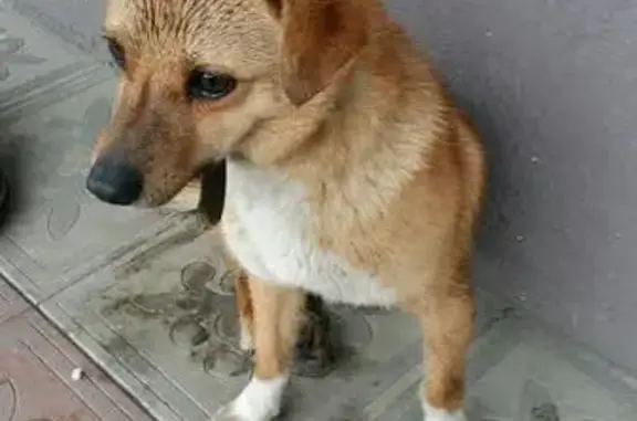 Найдена собака в 34 микрорайоне Владикавказа