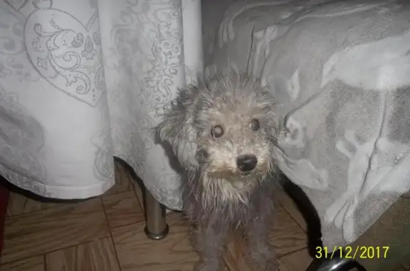 Спасенная собака ищет хозяев в Севастополе на улице Пожарова