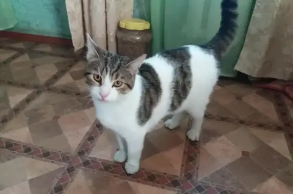 Пропал кот на ул. Перевальной в Симферополе