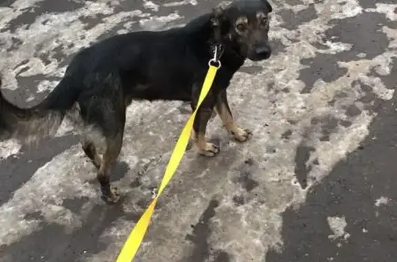Найден контактный мальчик-собака в Останкинском районе Москвы