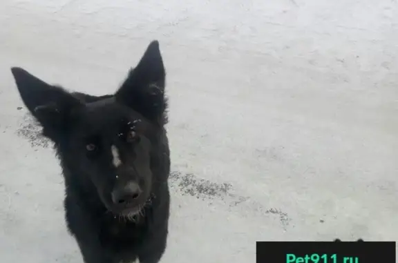 Пропавшая собака найдена в Магнитогорске