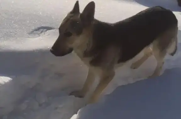 Собака найдена в Клёновском поселении, Москва