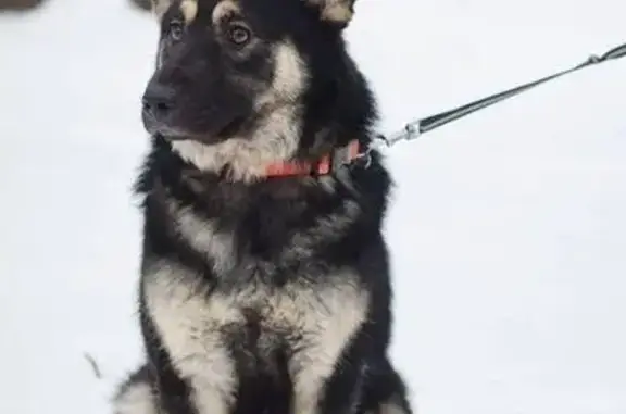 Пропала собака в Пресненском районе, Москва