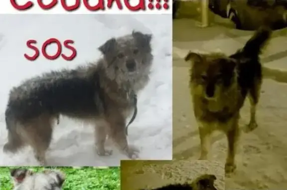 Пропала собака в Мытищах, ищем помощи
