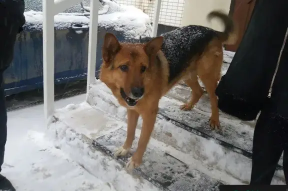 Найден контактный пес на улице Базовской, Москва