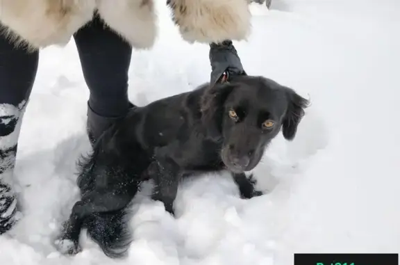 Найден щенок в деревне Софьино