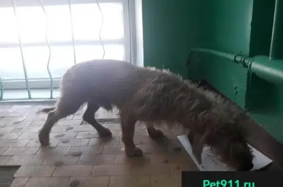 Собаки потеряшки, Иваново, фото: Потеряшка собака в Иваново, Кирякиных.