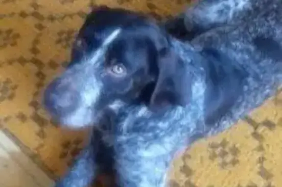 Найдена собака в Смоленске, ул. Октябрьской Революции