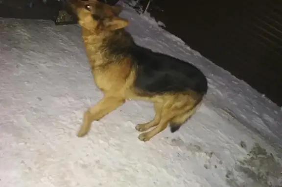 Найдена собака с особой приметой в Москве