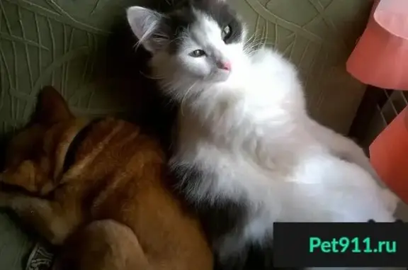 Кошки потеряшки, Левинцы, фото: Потеряшка кот в Левинцах, вознаграждение.