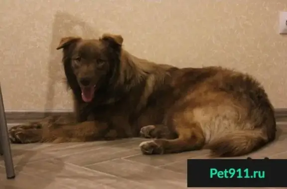 Пропала собака Краснодар - ищем новый дом для Шамана Худющего!