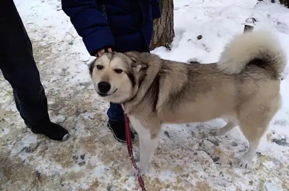 Найдена собака в районе Гипрокаучук, Воронеж