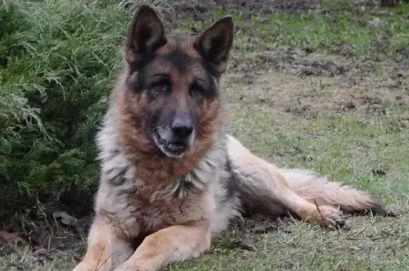 Пропала собака в д. Жостово, МО: Немецкая овчарка, кобель, 12 лет.