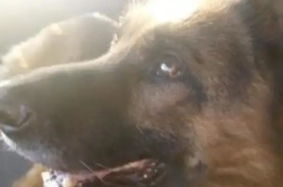 Найдена собака Чепрак в Сургуте на Цветочной, ищу хозяина