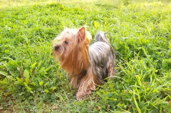 Пропала собака на Большеохтинском проспекте