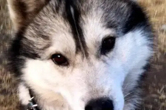 Пропала собака в Успенском селе, Краснодарский край