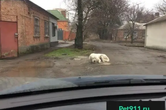 Пропала собака, найдена на пл. Чкалова