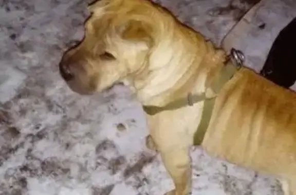 Пропала собака в Челябинске, район Паркового/ТРК Фиесты