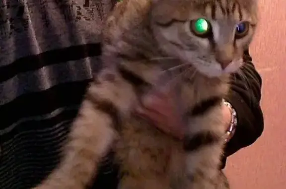 Пропал котенок в Рязани, найден тигрового окраса.