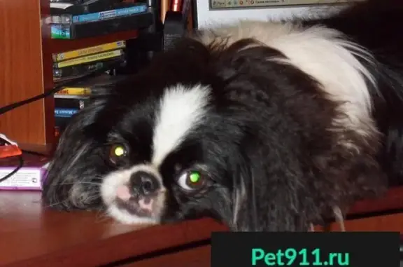 Собаки потеряшки, Заворово, фото: Потеряшка собака в деревне Заворово, Смоленская область