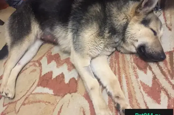 Найдена добрая собака с ошейником в Казани