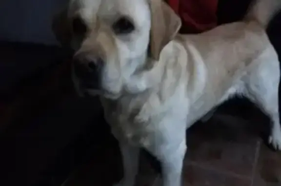 Собака найдена в Саратове.