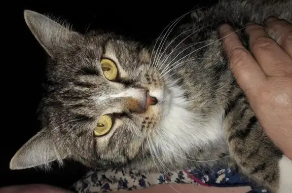 Найден котенок в Сургутском районе, ищет дом