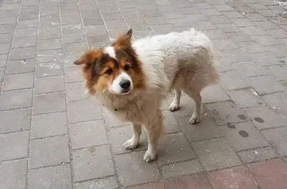 Собачка найдена на ул. Ростовской 11 в Калининграде.