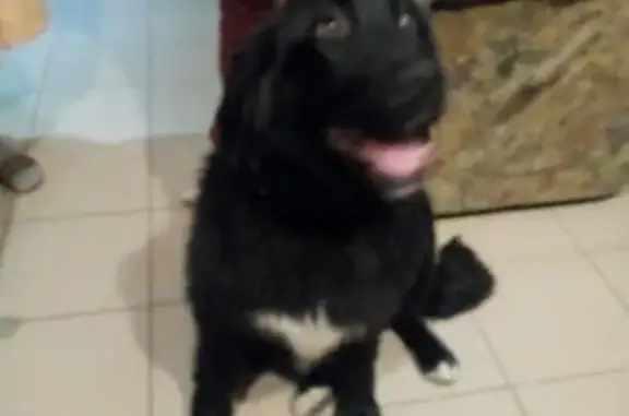 Найдена собака в Астрахани, ищем новых хозяев!