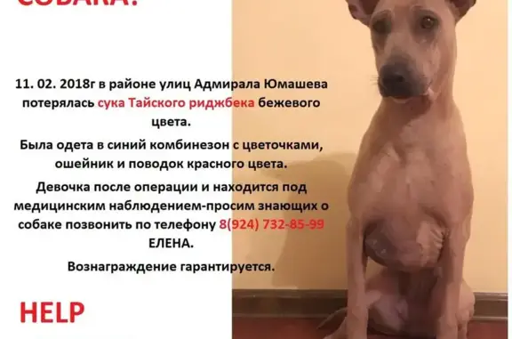 Пропала собака в Владивостоке на улице Ладыгина