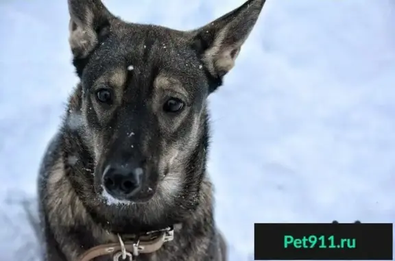 Пропала собака Динка в Томске, нужен любящий хозяин!