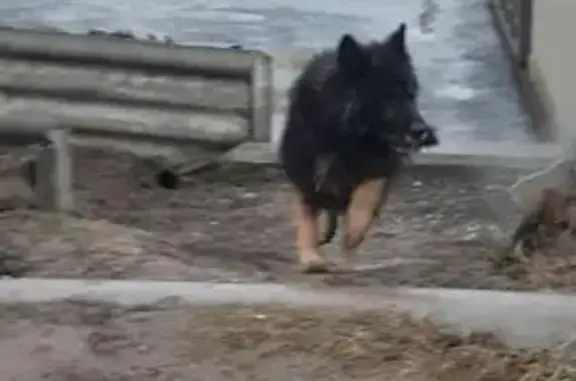 Собака найдена в Пятигорске, ищем хозяина или любящий дом.