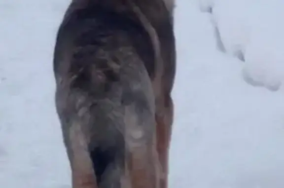 Пропала собака Лори в районе 6 школы, Усолье-Сибирское