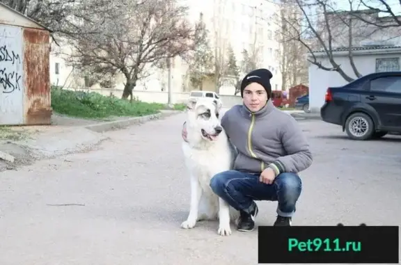 Пропала собака Алабай на ул. Индустриальной, Севастополь