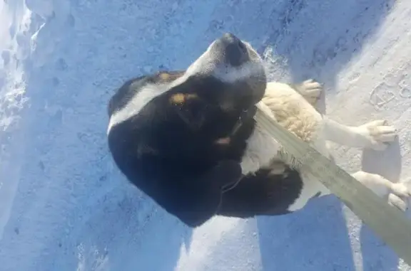 Пропала собака в Домодедовском районе на аэропортовской дороге