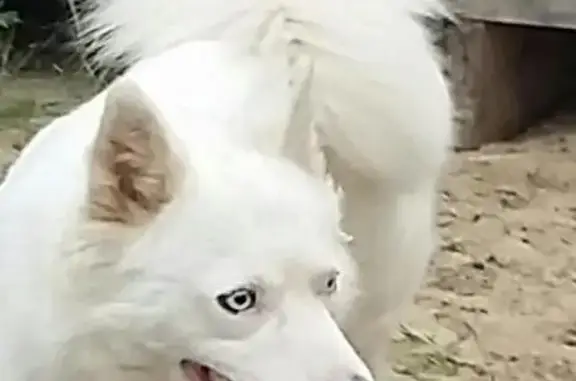 Собаки потеряшки, Алдан, фото: Собака пропала в Алдане, Якутия