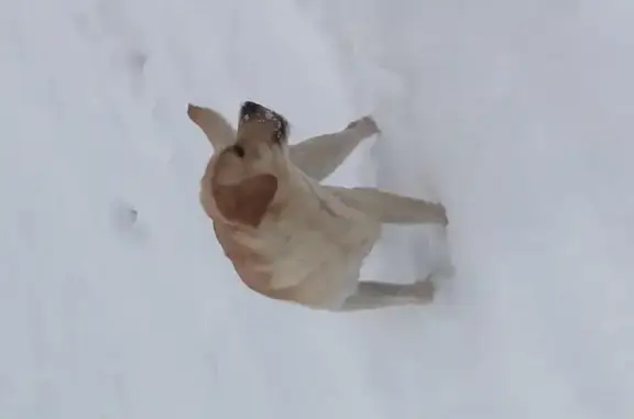 Собаки потеряшки, Хлопки, фото: Потеряшка собака Рич, Московская область, Воскресенский район