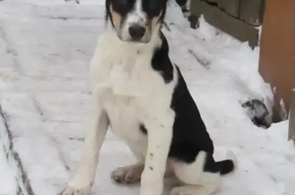 Собаки потеряшки, Иваново, фото: Потеряшка щенок-подросток Умка возле Глинищева, Иваново